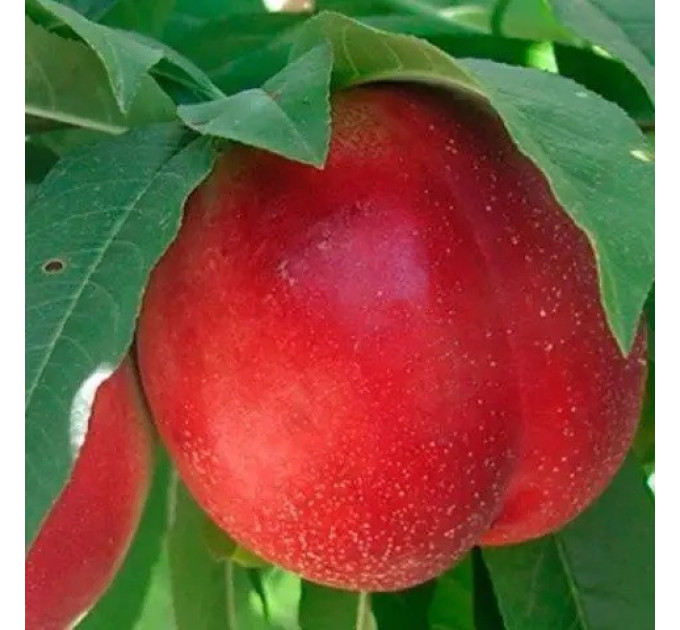 Гибрид персика и сливы колонновидный, подвой алыча