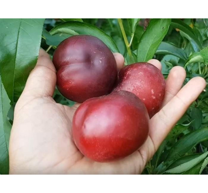 Гибрид персика и сливы колонновидный, подвой алыча