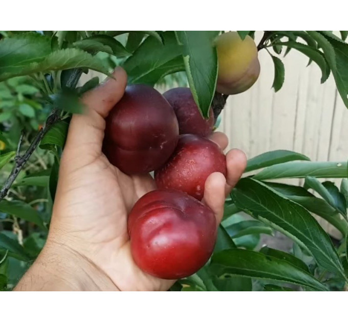 Гибрид персика и сливы колонновидный, подвой алыча