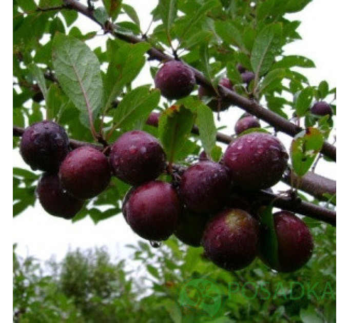 СВГ (Сливово-вишневый гибрид), подвой алыча