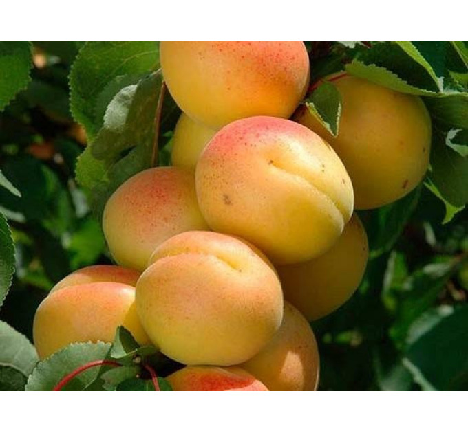 Гибрид сорт Полиплоид, подвой алыча