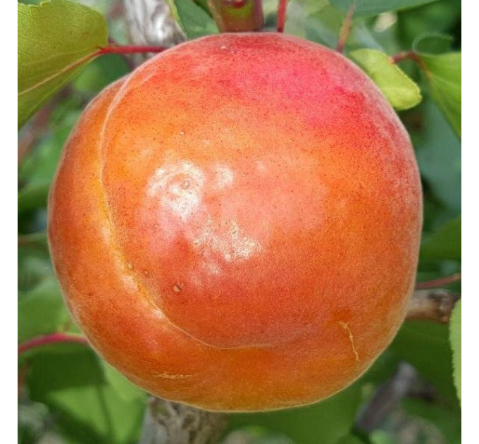 Гибрид сорт Полиплоид, подвой алыча