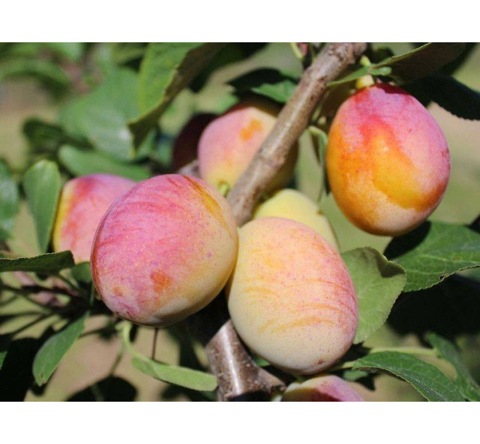 Гибрид сорт Дапл Денди, подвой алыча