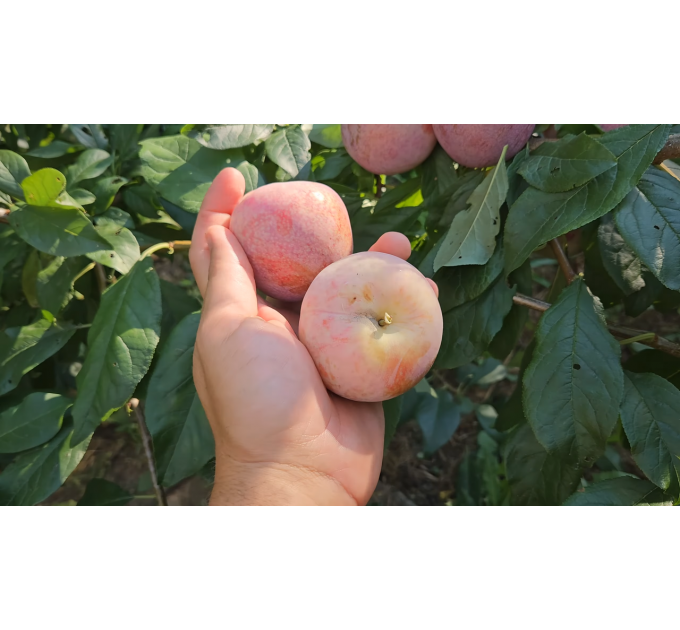 Гибрид сорт Дапл Денди, подвой алыча