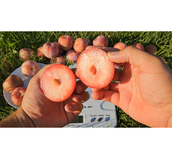 Гибрид сорт Дапл Денди, подвой алыча