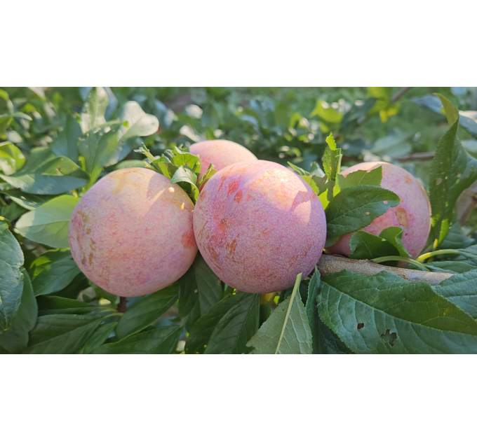 Гибрид сорт Дапл Денди, подвой алыча