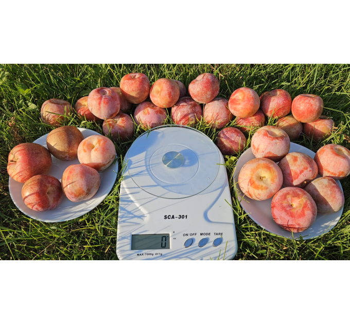 Гибрид сорт Дапл Денди, подвой алыча