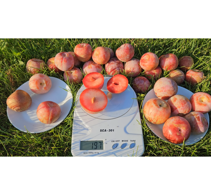 Гибрид сорт Дапл Денди, подвой алыча