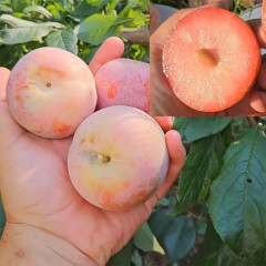 Гибрид сорт Дапл Денди, подвой алыча