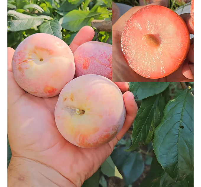 Гибрид сорт Дапл Денди, подвой алыча