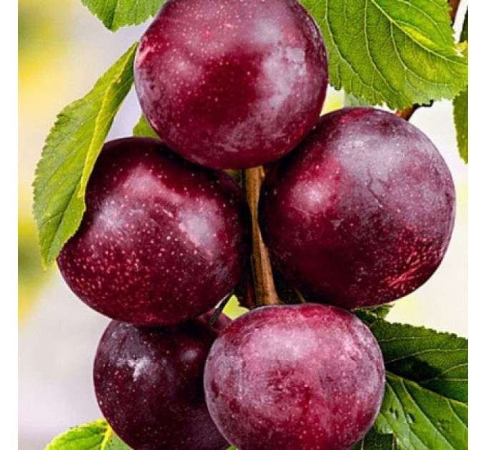 Гибрид сорт Шарафуга (Нектакотум), подвой алыча