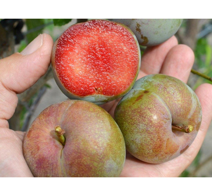 Плуот сорт Флавор Супреме, подвой алыча