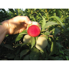 Плуот сорт Флавор Супреме, підщепа алича