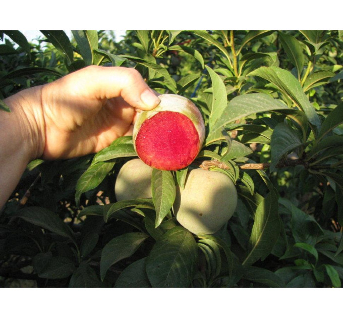 Плуот сорт Флавор Супреме, подвой алыча