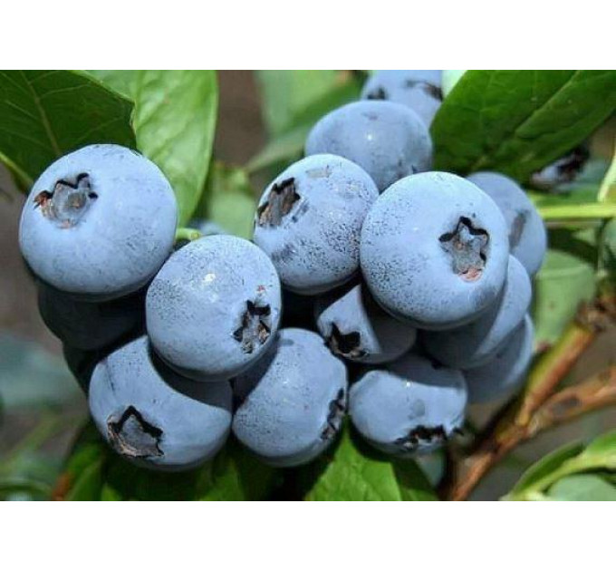 Саженцы голубики Бонус (Bonus) 1.5-летние в горшке 1,1 л, h-30-50см. куст.,2-3 побега