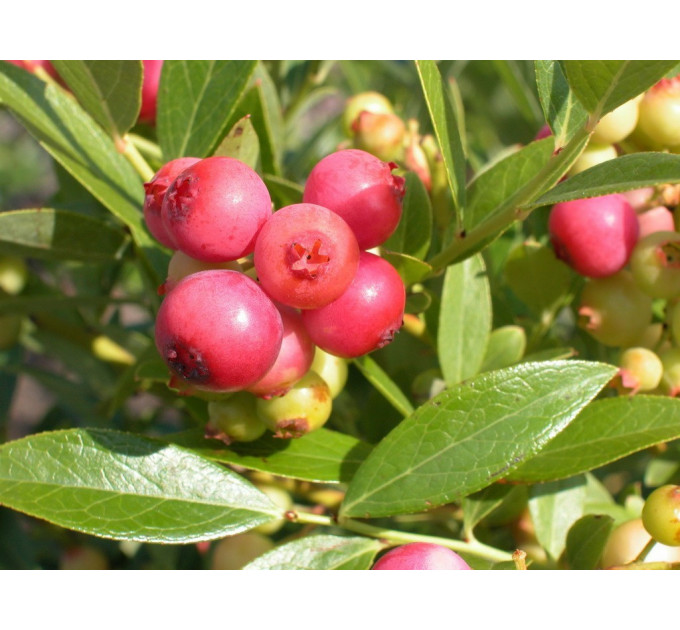 Голубика "Розовый Лимонад" 1.5-летняя