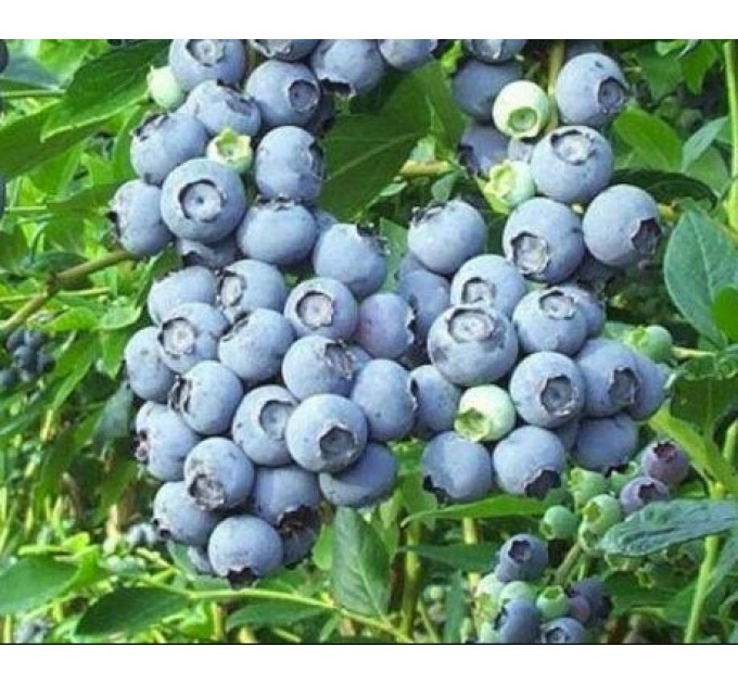 Голубика "Денис Блу", 1.5-летняя в контейнере 1,1 л
