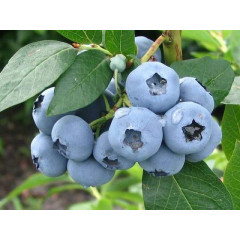 Голубика "Элизабет"1.5-летняя в контейнере 1,1 л