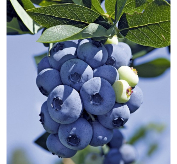 Голубика "Река" 1.5-летняя в контейнере 1,1 л