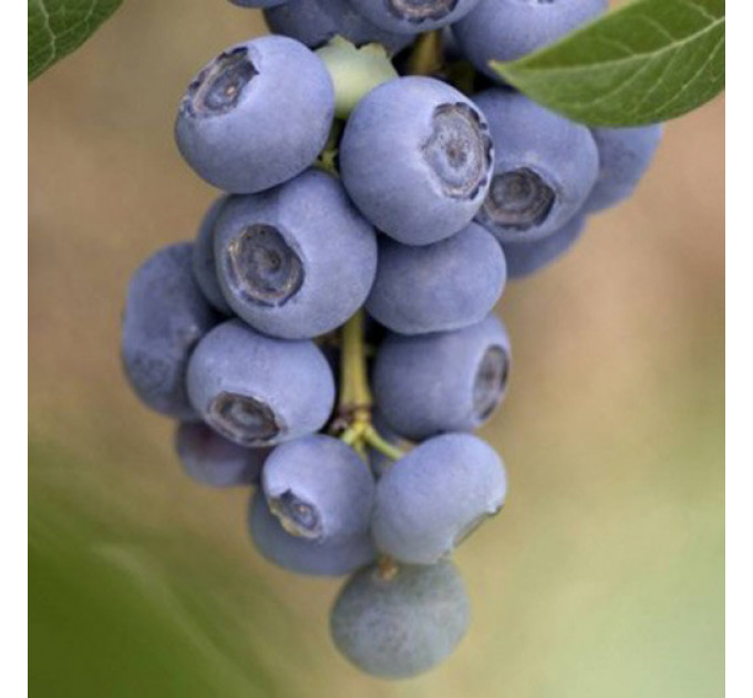 Голубика "Река" 1.5-летняя в контейнере 1,1 л