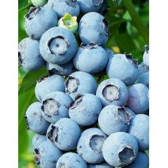 Голубика "Торо" 1.5-лет. в контейнере 1,1 л