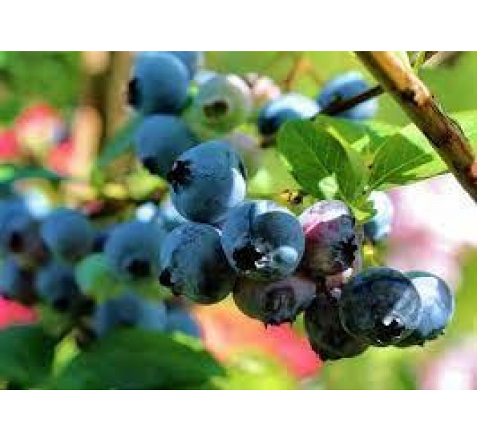 Голубика сорт Ханна Чойс 1.5 лет, контейнер 1.5 л