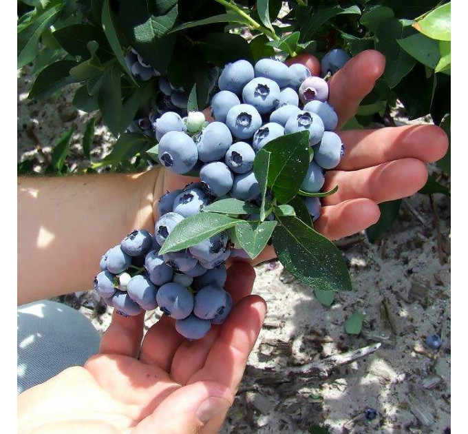 Голубика сорт Ханна Чойс 1.5 лет, контейнер 1.5 л