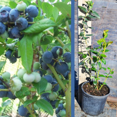 Голубика сорт Ханна Чойс 1.5 лет, контейнер 1.5 л