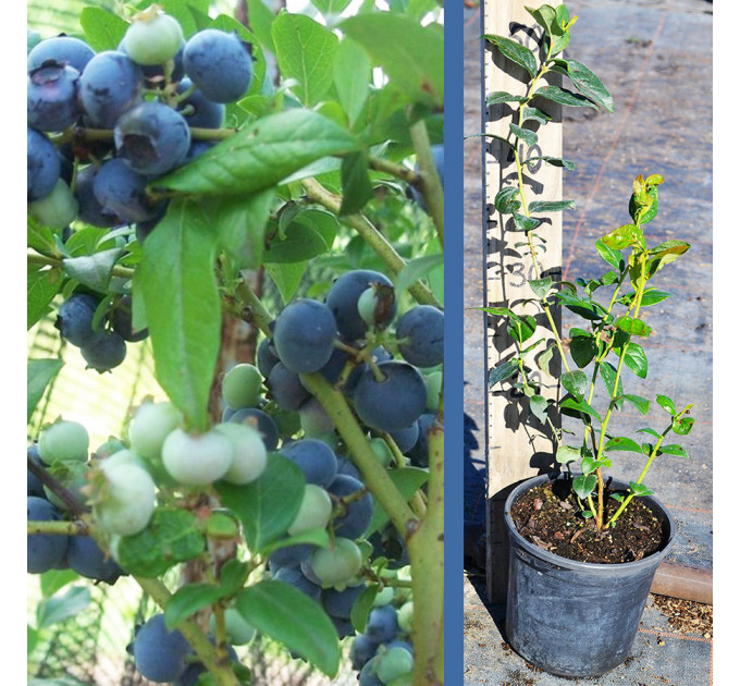 Голубика сорт Ханна Чойс 1.5 лет, контейнер 1.5 л