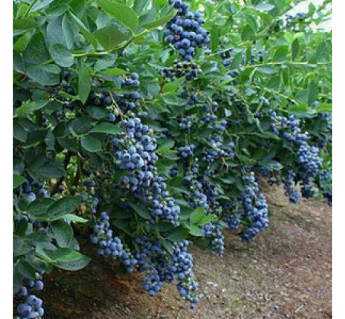 Голубика "Спартан" 1 летняя, конт. P9