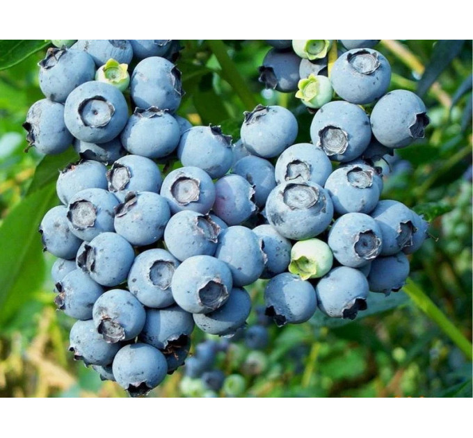 Лохина сорт Патріот (Patriot) 1 річна, конт. P9