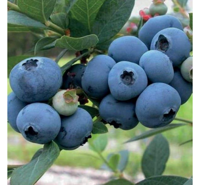 Голубика "Спартан" 1 летняя, конт. P9