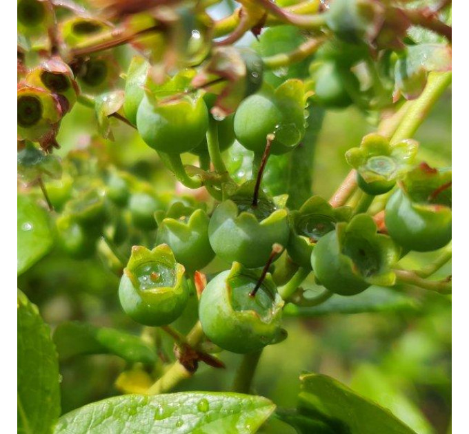 Голубика "Спартан" 1 летняя, конт. P9