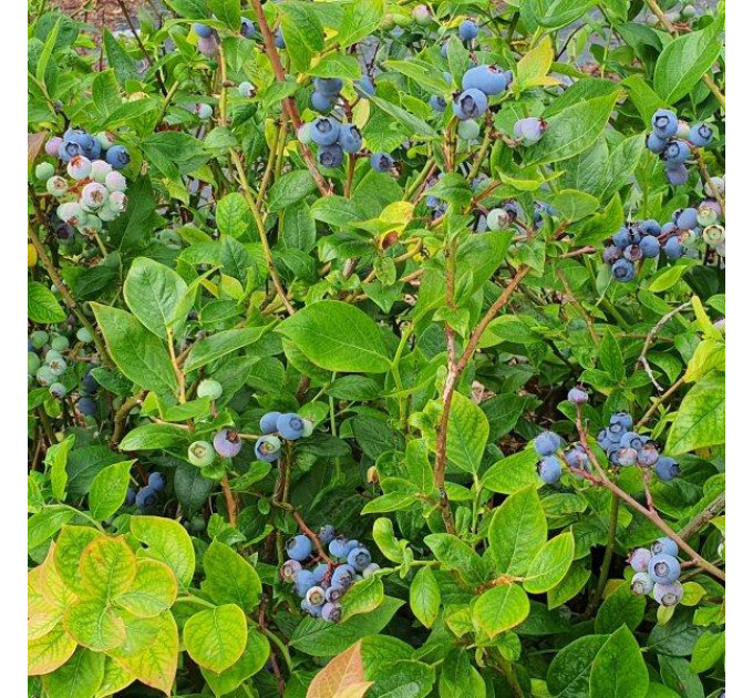 Голубика "Спартан" 1 летняя, конт. P9