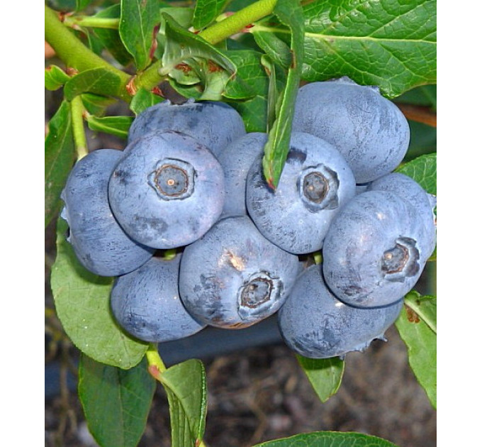 Лохина сорт Патріот (Patriot) 1 річна, конт. P9