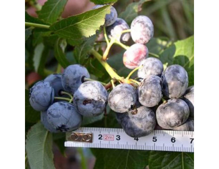 Саженцы голубики сорт Блюкроп, 1 летние, конт. P9