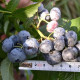 Саженцы голубики сорт Блюкроп, 1 летние, конт. P9