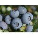 Голубика "Блюголд" 1 летняя, конт. P9
