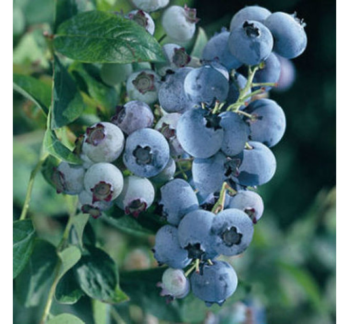 Голубика "Блюголд" 1 летняя, конт. P9