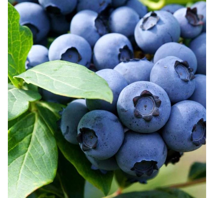 Саженцы голубики "Эллиот" 1 летняя, конт. P9