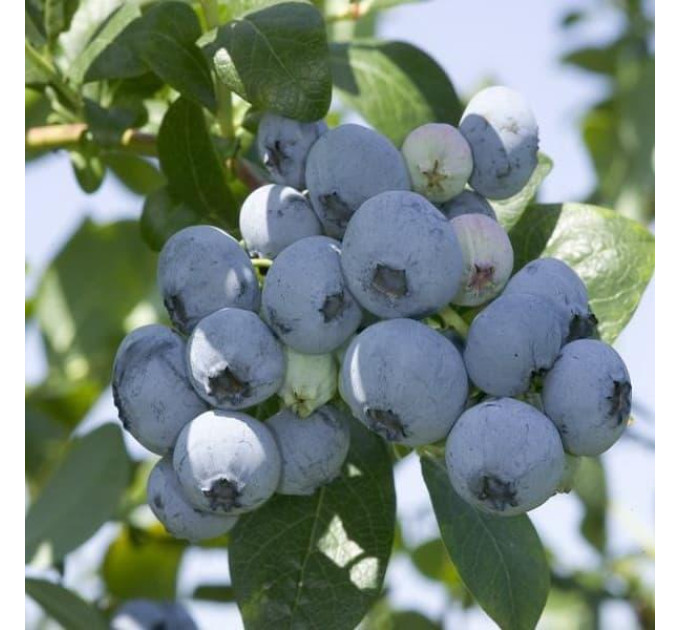 Саджанці лохини сорт Река 1 річні, конт. Р9