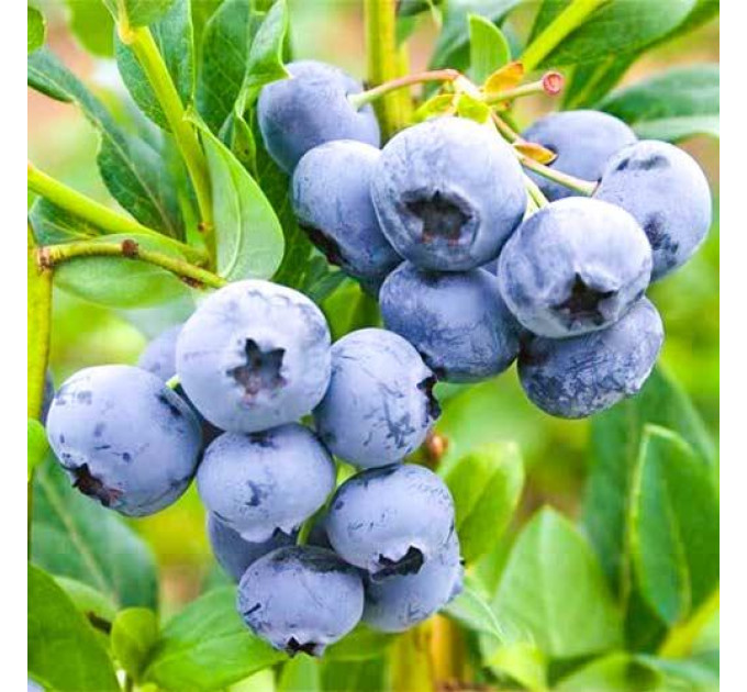 Голубика сорт Озарк Блю, 1 лет горшок 1.5 л