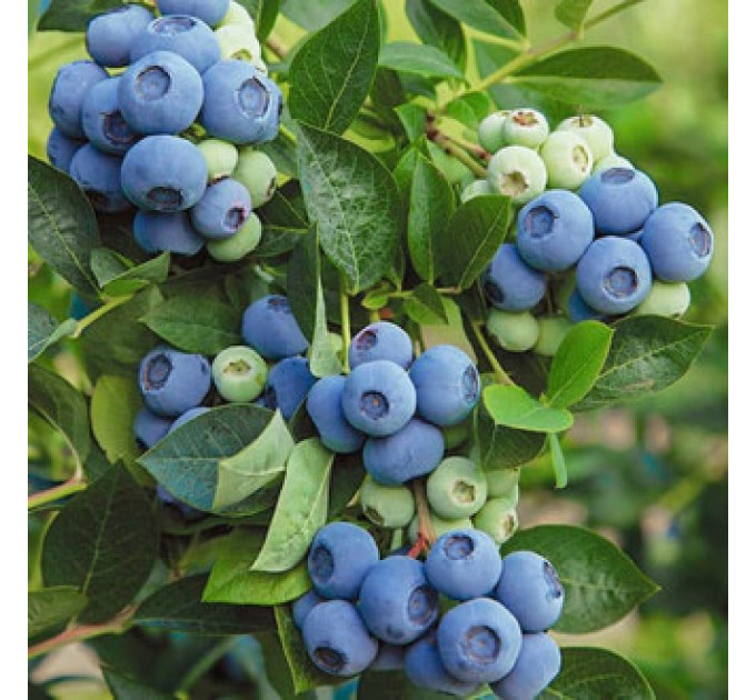 Голубика сорт Озарк Блю, 1 лет горшок 1.5 л