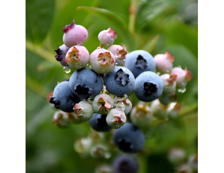 Саженцы голубики сорт Top Hat 1 летние, конт. P9