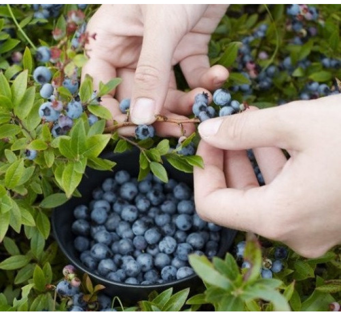 Саженцы голубики сорт Top Hat 1 летние, конт. P9