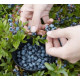Саженцы голубики сорт Top Hat 1 летние, конт. P9