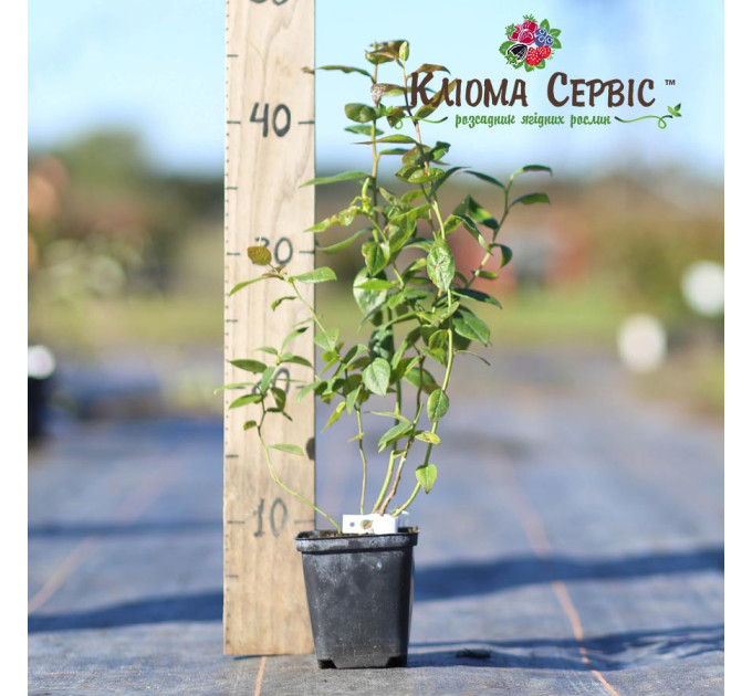 Саджанці лохини сорт Река 1 річні, конт. Р9