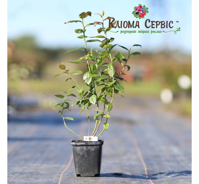 Саджанці лохини сорт Река 1 річні, конт. Р9