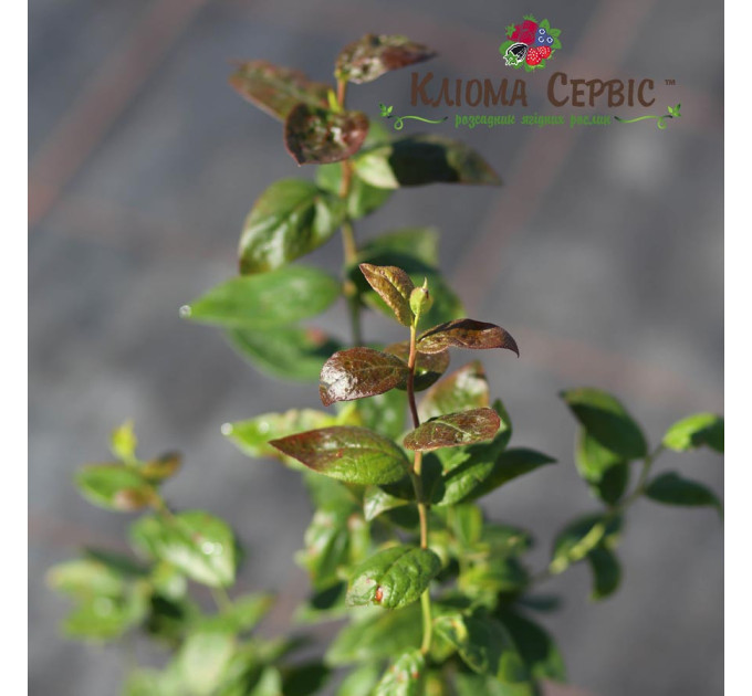 Саджанці лохини сорт Река 1 річні, конт. Р9