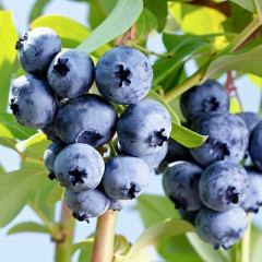 Голубика "Элизабет" 1 летняя, конт. Р9